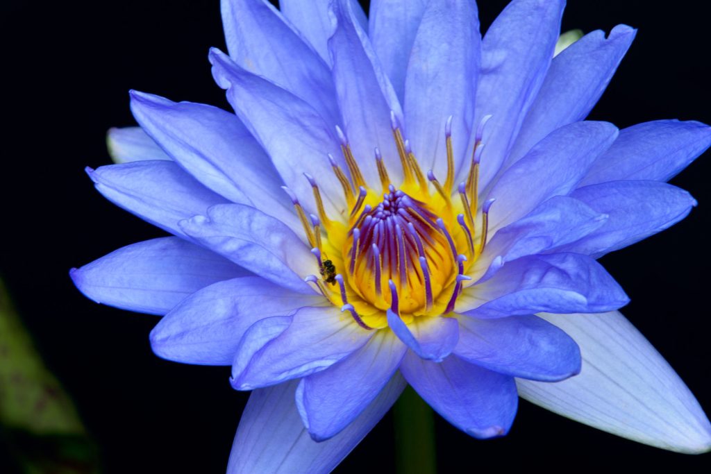 blue lotus 1